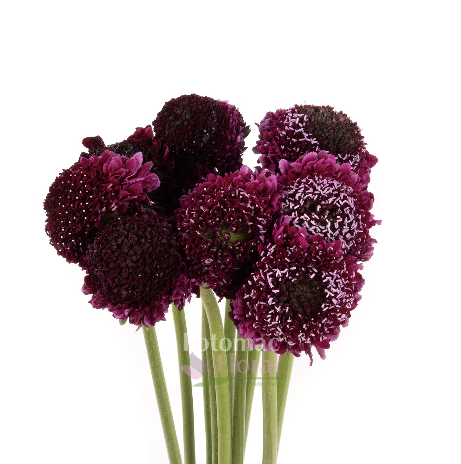 Scabiosa Black Burgundy - Potomac Floral Wholesale