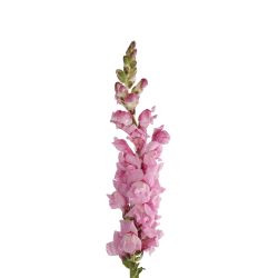 snapdragon snapdragons flowerwholesale