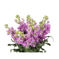Stock Lavender - Potomac Floral Wholesale