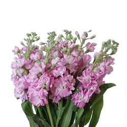 Stock Medium Pink - Potomac Floral Wholesale