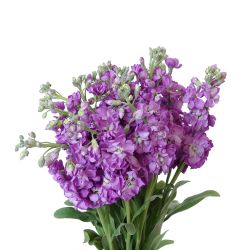 Stock Violet / Mid-Blue - Potomac Floral Wholesale