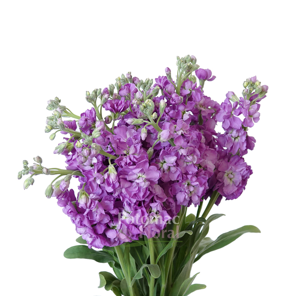 Stock Violet / Mid-Blue - Potomac Floral Wholesale