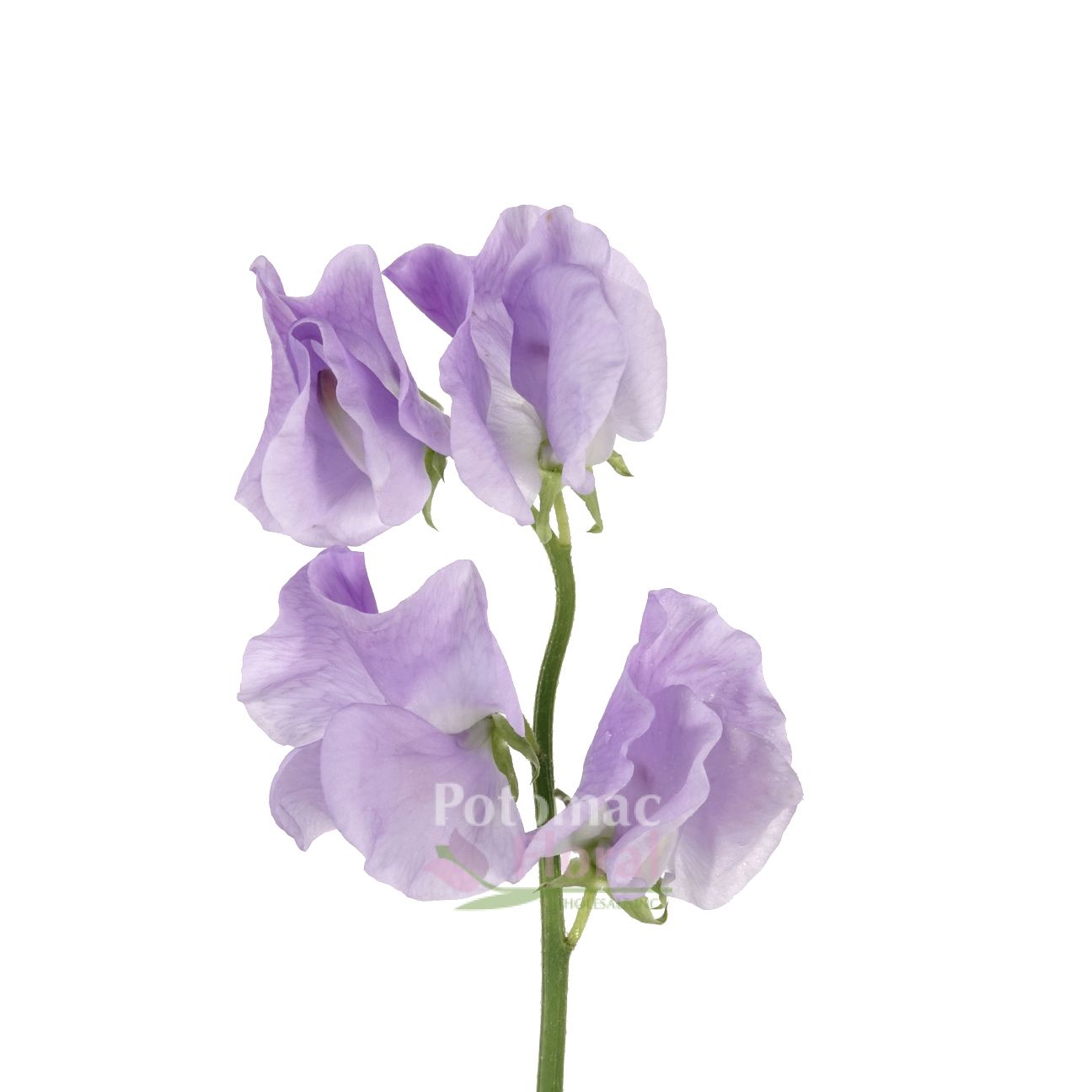 Sweet Peas Lavender (Lathyrus) - Potomac Floral Wholesale