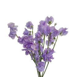 Sweet Peas Lavender (Lathyrus) - Potomac Floral Wholesale