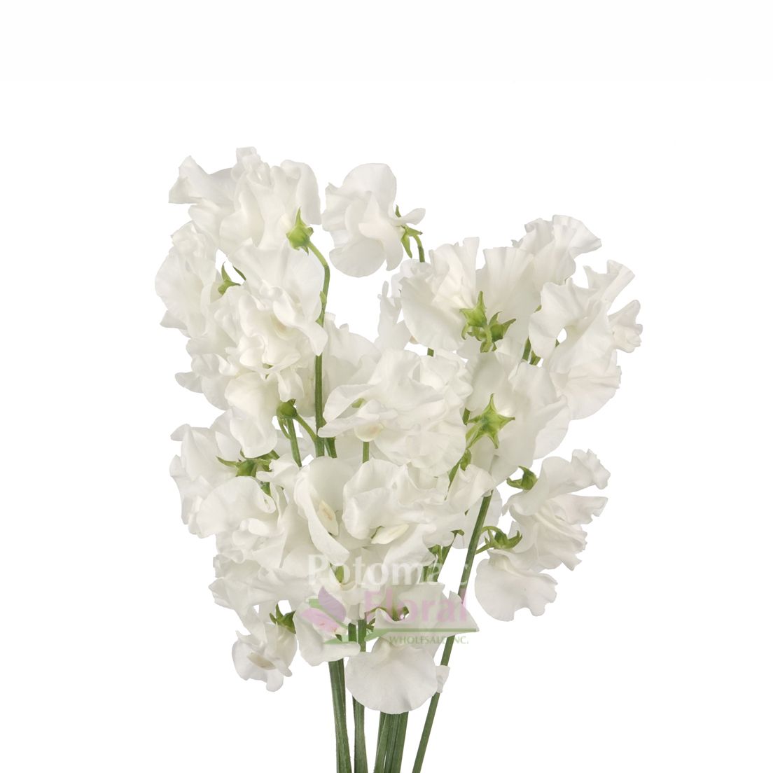 Sweet Peas White (Lathyrus) - Potomac Floral Wholesale