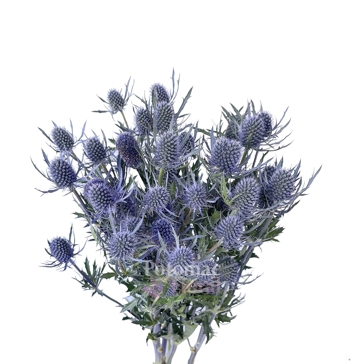 Thistle Eryngium Dynamite Blue, 80cm Super, 5 Stem Bunch Potomac