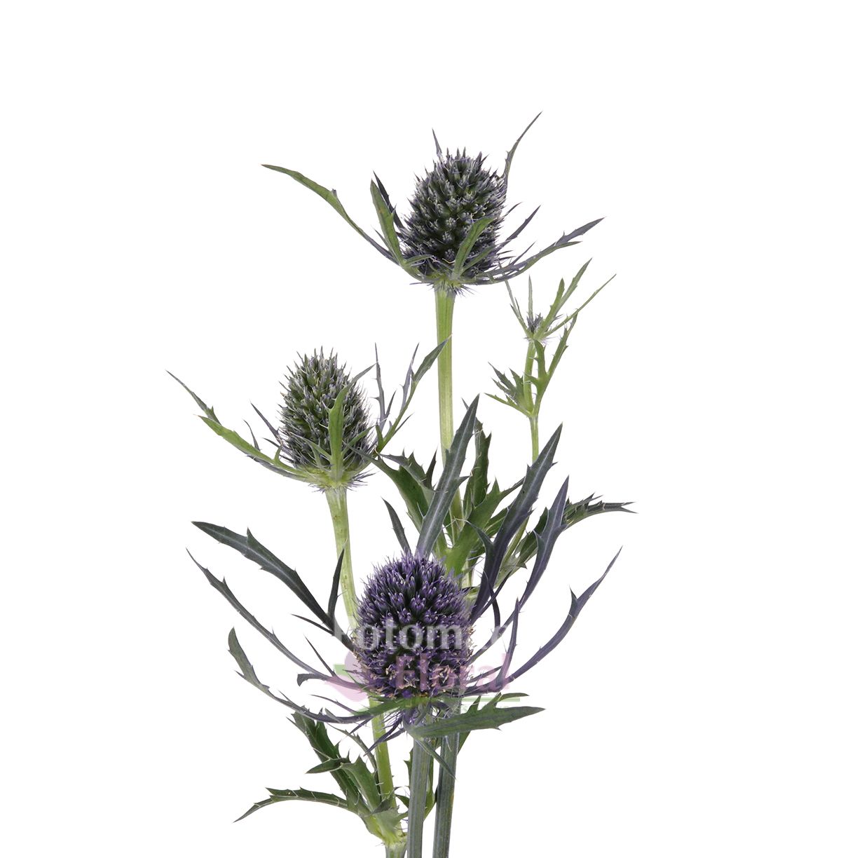 Thistle Eryngium Dynamite Blue lagoon Blue,5060cm, 10 St Bunch