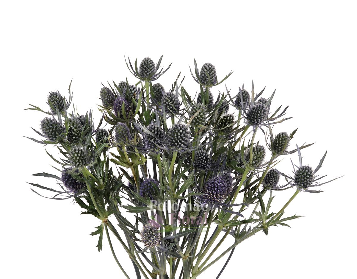 Thistle Eryngium Dynamite- Blue lagoon Blue,50-60cm, 10 St Bunch ...