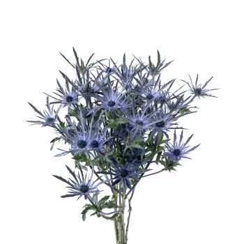 Thistle Eryngium Blue Bell, 60 - 70 cm - Potomac Floral Wholesale