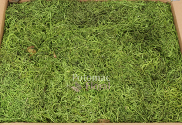 Preserved Super-Soft Spanish Moss Bulk - Grass Green - 3lb Box - Potomac  Floral Wholesale