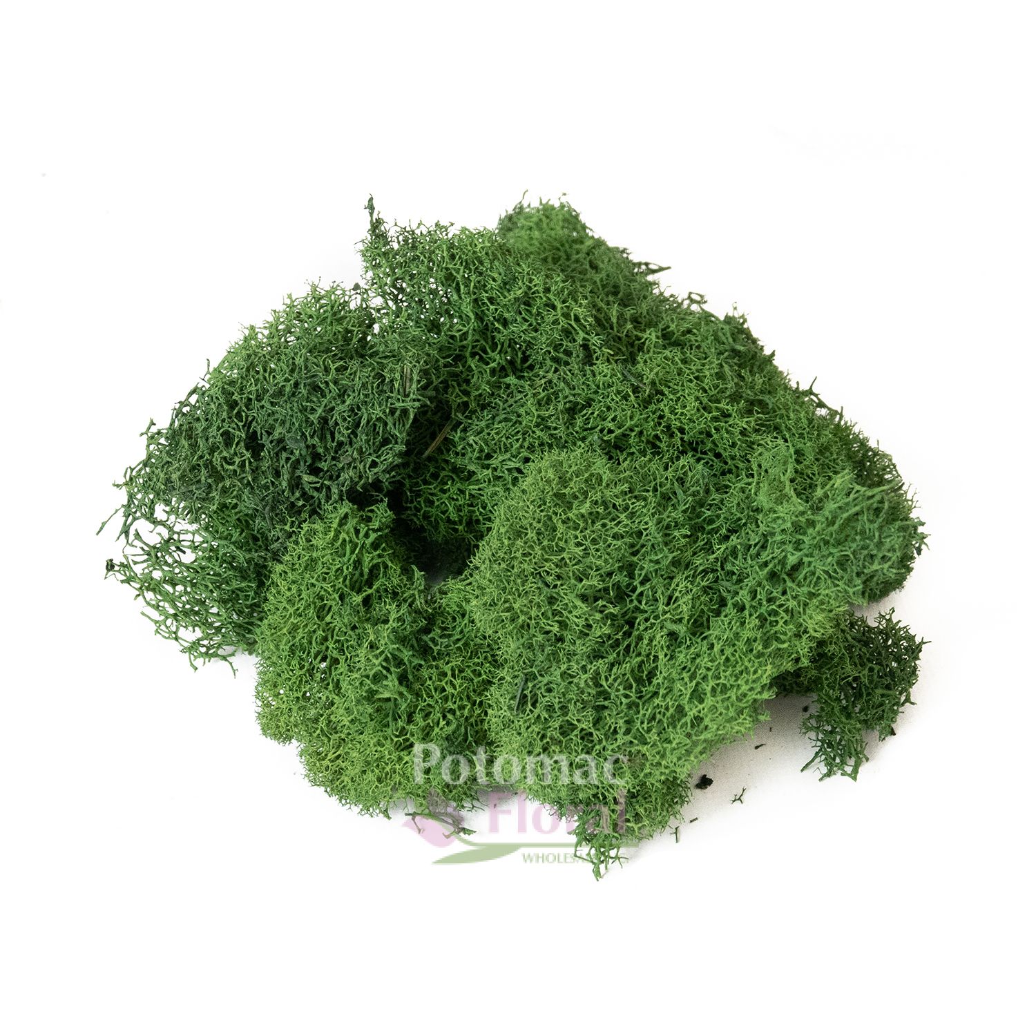 Preserved Reindeer Moss - Forest Green - Potomac Floral Wholesale