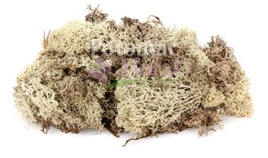 Preserved Reindeer Moss - Natural 2 oz - Potomac Floral Wholesale