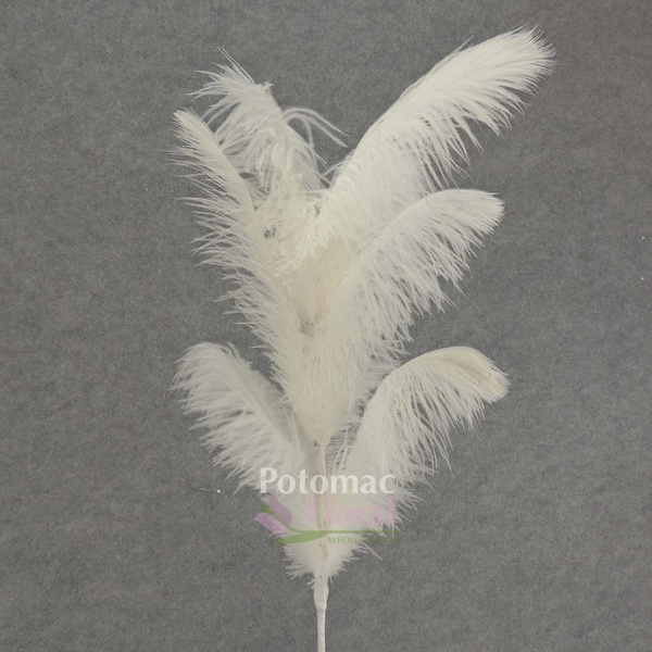 Ostrich Feathers For Sale