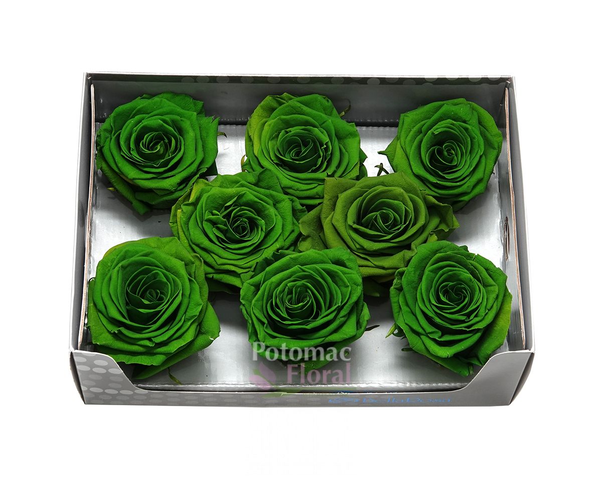 Preserved Olive Emerald Green Roses Large - 7cm Diameter ...