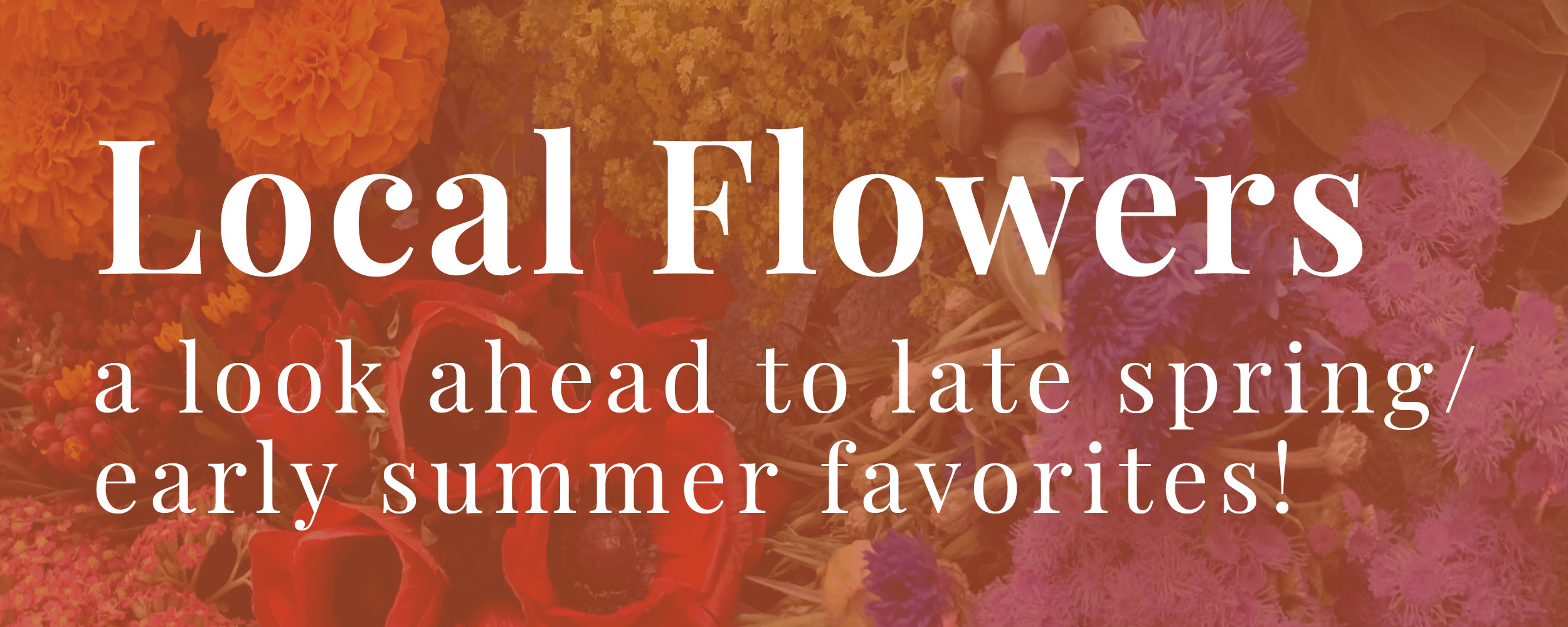spring-summer-flowers