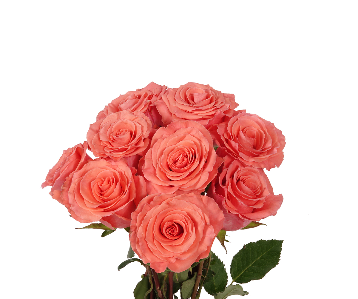 Potomac Floral Wholesale