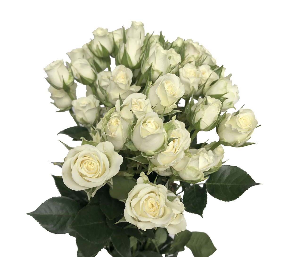 Potomac Floral Wholesale